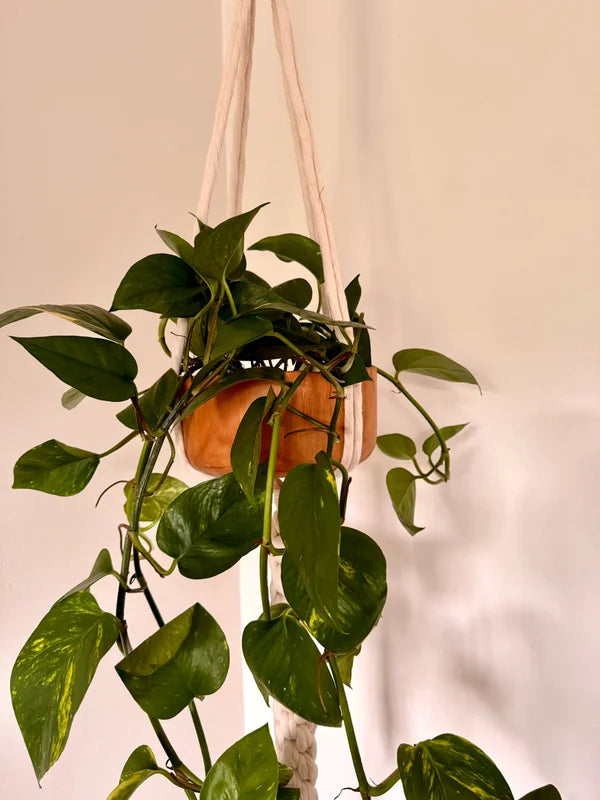 Elegant knot DUO - hout