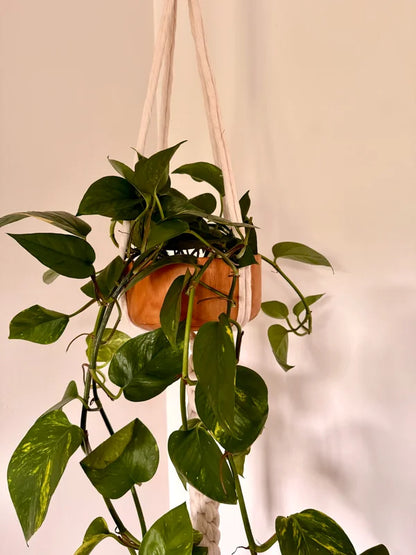 Elegant knot DUO - hout